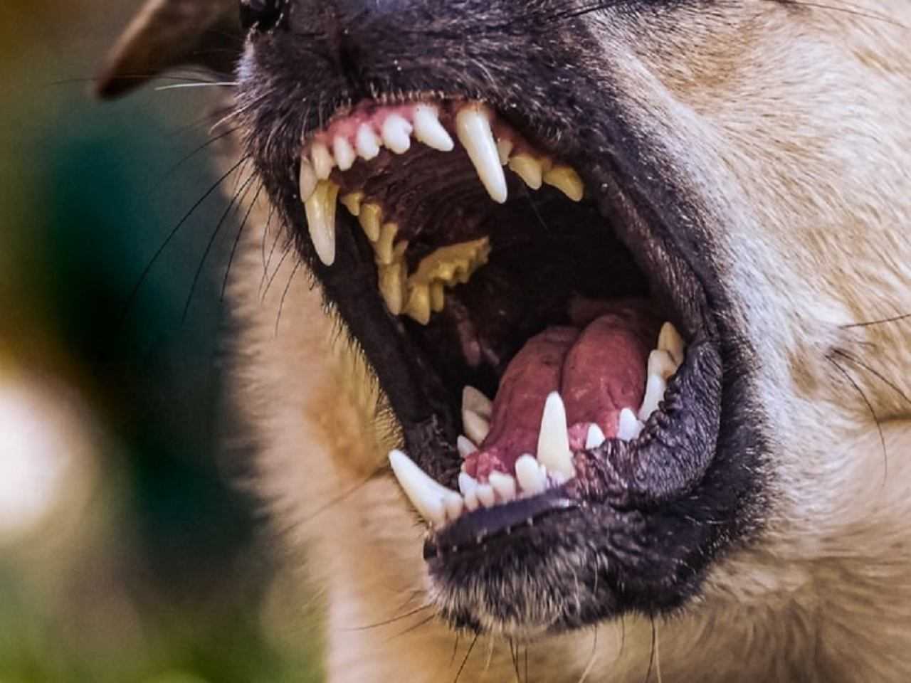 Wat doet politie bij bijtincident met hond? 